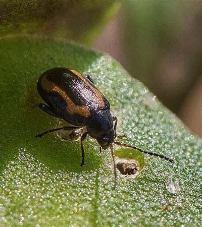 Flea Beetles And Canola