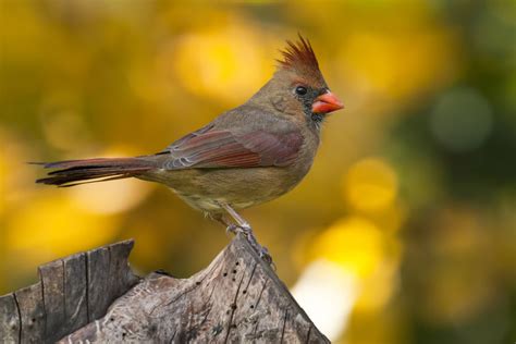 female cardinal - Cardinals Photo (36106933) - Fanpop