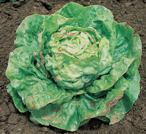 Lettuce Butterhead May Queen Seeds £195 From Chiltern Seeds