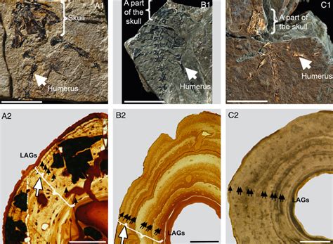 The 2010's in the eyes of temnospondyls - Bryan Gee, Ph.D.