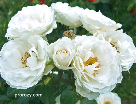 Weise Wolke | Сорта роз - описание и фото | prorozy.com