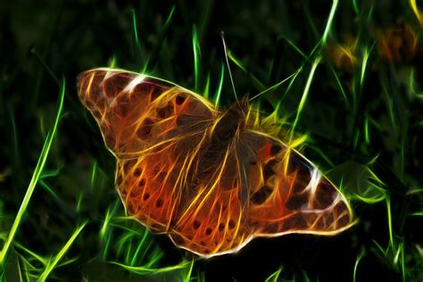 Glowing Butterfly Photograph by Shane Bechler - Fine Art America