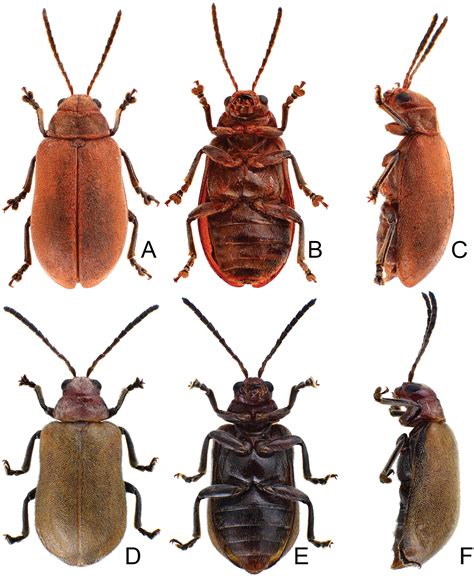 Revision Of The Genera Xanthogaleruca Laboissière 1932 And Pyrrhalta Joannis 1865 Coleoptera