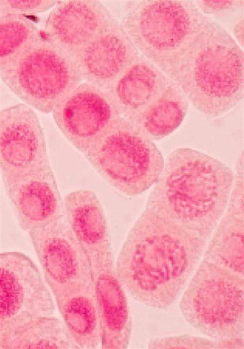 Apoptosis Signaling Pathway Abmole Bioscience Hot Sex Picture