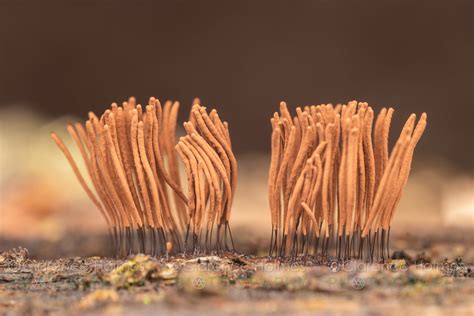 Chocolate Tube Slime Mold Stemonitis Sp Chocolate Tube Flickr