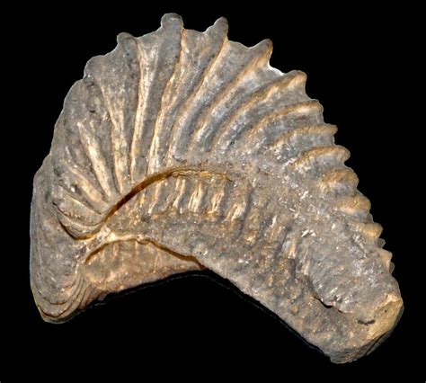 List of State Fossils - FossilEra.com