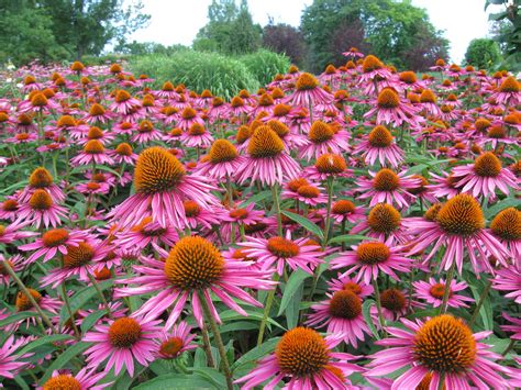 ECHINACEA LA PIANTA CHE STIMOLA IL SISTEMA IMMUNITARIO Cybermednews Eu