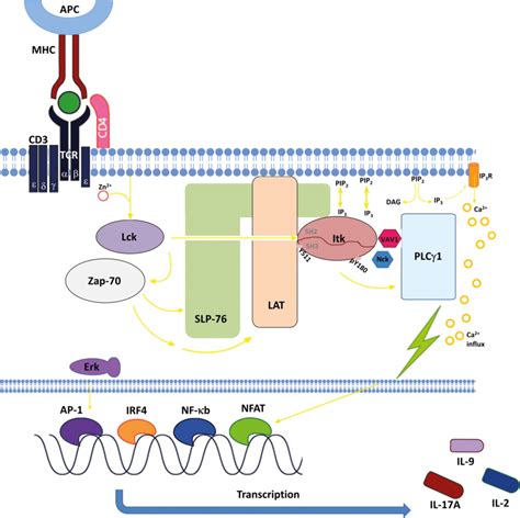 Interleukin 2 Inducible T Cell Kinase Plays A Central Role In The