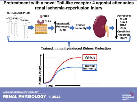 Pretreatment With A Novel Toll Like Receptor Agonist Attenuates Renal