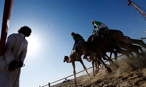 Camel Festival in UAE | Time Out Abu Dhabi