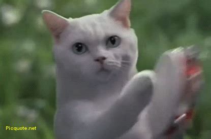 funny cat cute cat gif | WiffleGif