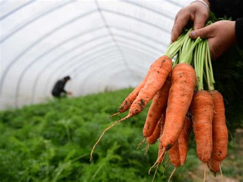 China Daily On Twitter Vegetable Growers Have Been Busy Harvesting