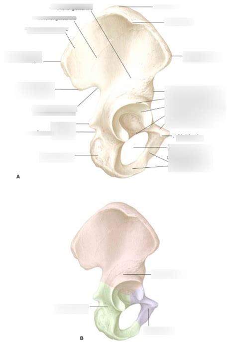 Lower Limb Osteology Diagram Quizlet