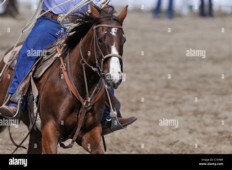 Team Roping, Tie-Down Roping, Calf Roping, Horse, Horses Stock Photo - Alamy