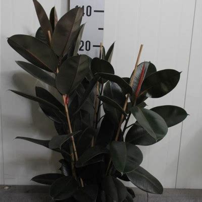 Купить оптом Ficus El Abidjan (Фикус Эл Абиджан) В12