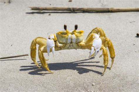 Ghost Crab Behavior