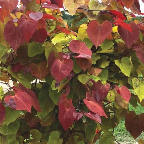 Cercis Flame Thrower Redbud Sugar Creek Gardens