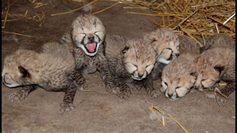 Richmond Zoo Introduces 6 Cheetah Cubs Via Live Camera