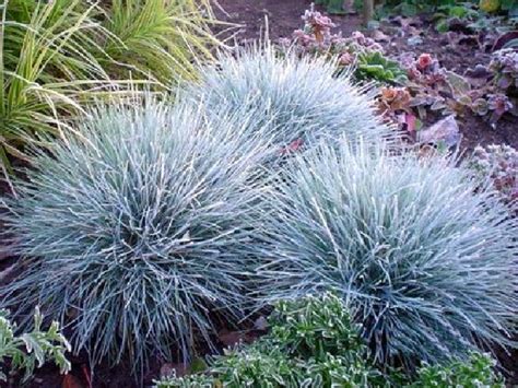 Овсяница сизая (Festuca glauca) - купить саженцы в Минске