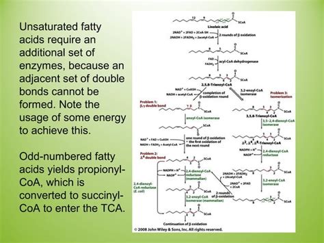 Lipid biosynthesis | PPT