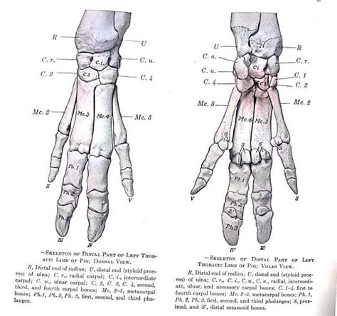 Bones of carpus | Anatomy, Animal bones, Anatomy coloring book