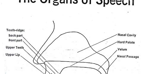 Organs of speech organs & their functions | TEFLer's Inn