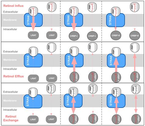 Membranes | Special Issue : Structure and Function of Membrane Receptors