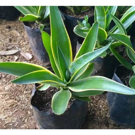 Jual Siklok Agave Shopee Indonesia