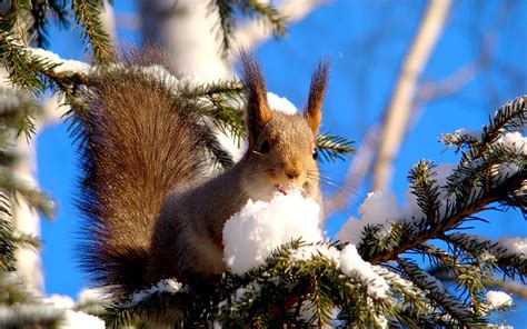 Wallpaper Nature Snow Winter Squirrel Branch Wildlife Tree