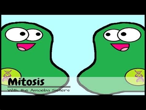 BiologyRHS: Mitosis Video by Amoeba Sisters