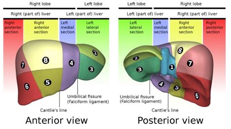 Hepatic Anatomy - OpenAnesthesia