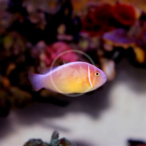 CLOWN - PINK SKUNK PAIR AQUACULTURED Amphiprion perideraion - Aquatics ...