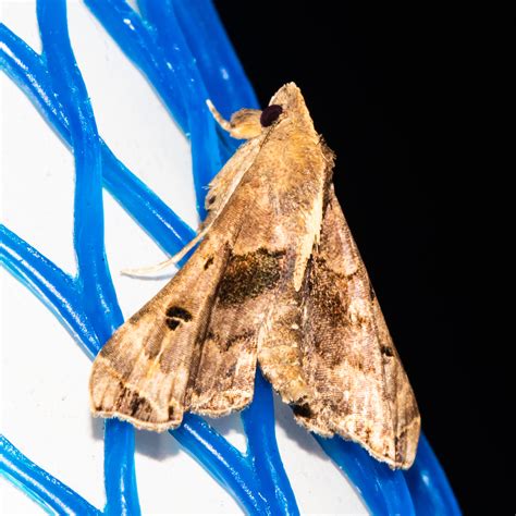 Maryland Biodiversity View Thumbnails Faint Spotted Palthis Moth