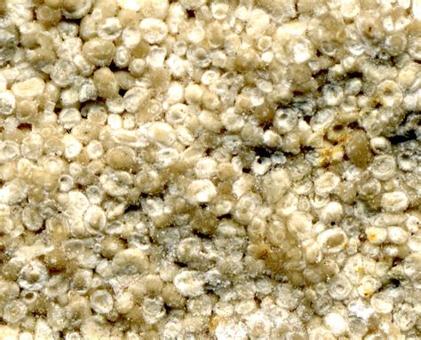 Oolites - a photo on Flickriver