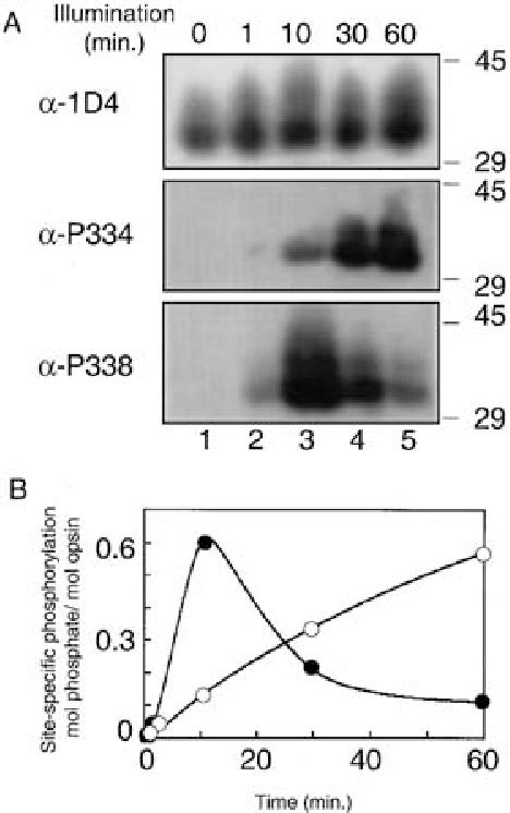 Figure 1 From Differential Spatial And Temporal Phosphorylation Of The