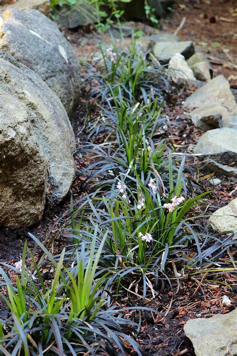 How To Grow And Care For Mondo Grass Gardeners Path