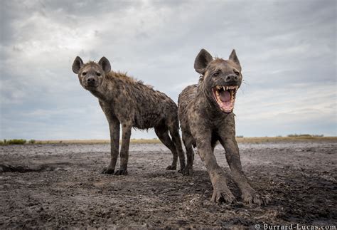 "Oi! What's all this then?". A couple of curious hyenas observe a