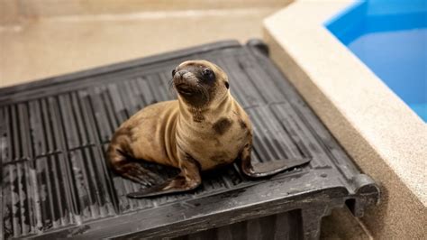 California Sea Lion Pup Arrival September 2022 Youtube