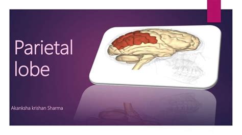 Parietal lobe it's lesions and orbital nerve pathway and it's lesions