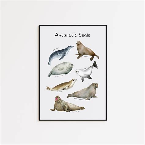 Antarctic Seals Poster, 7 Species of Seals in Antarctica Print, Antarctic Animals Guide ...