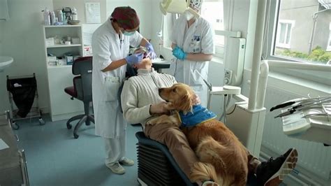 Brest Un Chien De Compagnie Pour Rassurer Les Patients Chez Le Dentiste