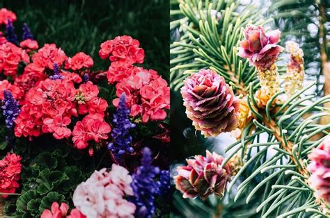 Diferencia Entre La Reproduccion De Las Plantas Con Flores Y Sin Flores