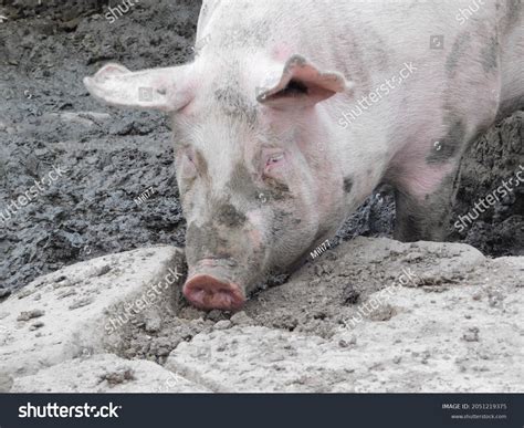 Pig Barn Genus Sus Within Eventoed Stock Photo 2051219375 | Shutterstock