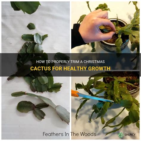 How To Properly Trim A Christmas Cactus For Healthy Growth Shuncy