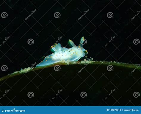 The Nudibranch Polyceridae Mabul Thecacera During A Leisure Dive In