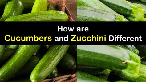 How are Zucchini and Cucumbers Different