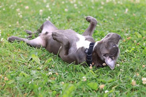 4 Good Reasons Why Dogs Roll On Their Backs Hubpages