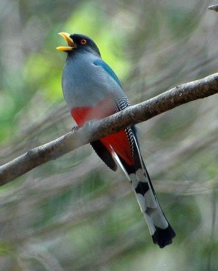 Hispaniolan Trogon – birdfinding.info