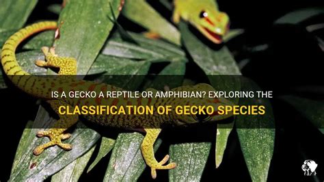 Is A Gecko A Reptile Or Amphibian Exploring The Classification Of