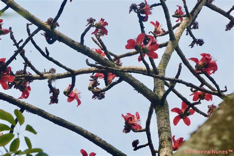 Red Kapok Tree Paineira Vermelha F Hills Brazil Flickr